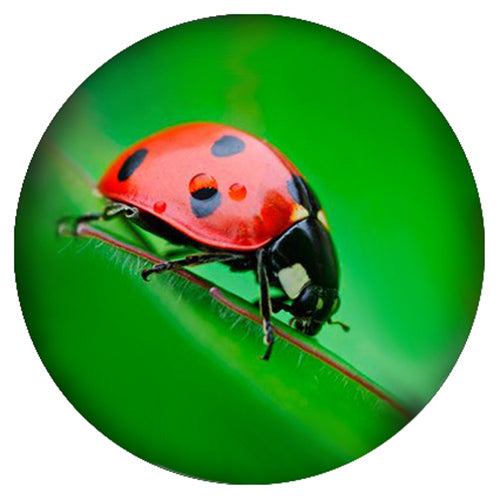 40131 - Snap - 20mm - Ladybug Photo
